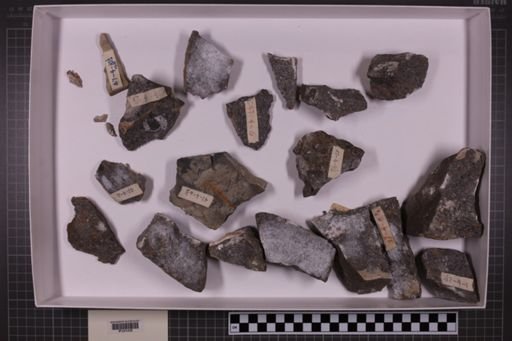 mixed taxa, stratigraphic collection