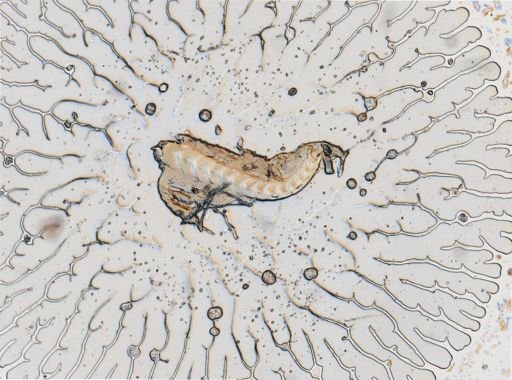 Cratena pilata