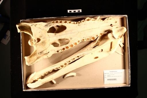Crocodylus acutus