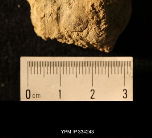 Agelacrinites