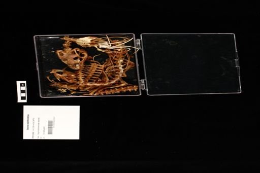 Varanus exanthematicus