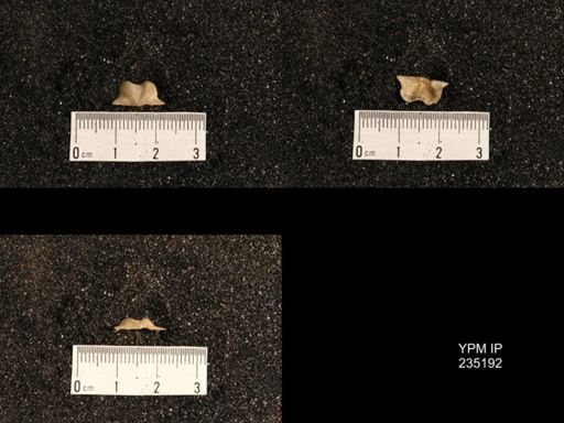 Lissochonetes geinitzianus var. plattsmouthensis