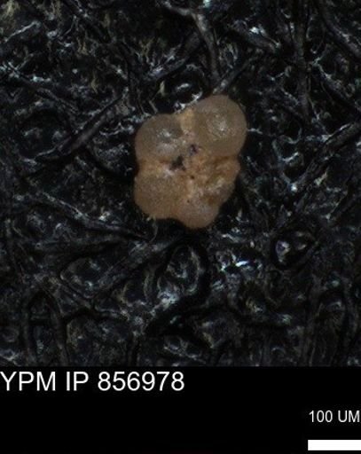 undet. Foraminiferida
