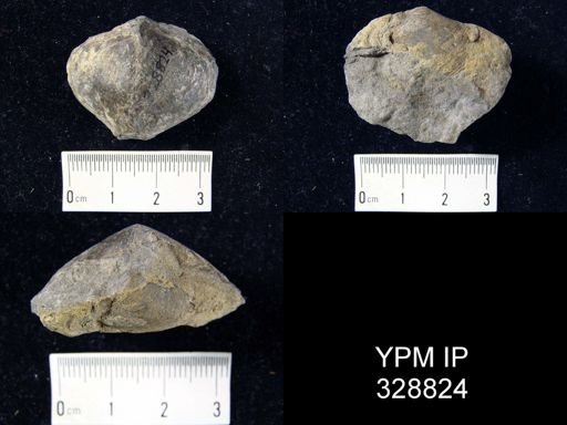 undet. Athyridida