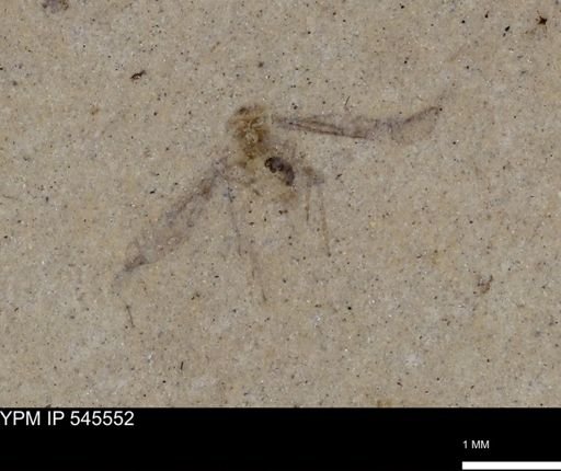 undet. Insecta