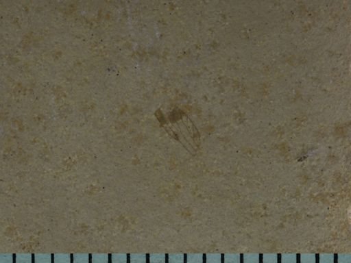 undet. Insecta