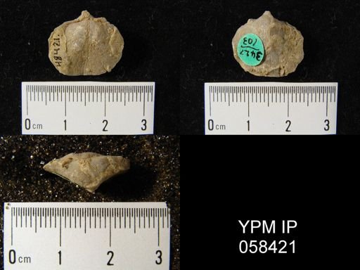 Dalmanella subcarinata