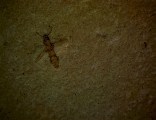 undet. Staphylinidae