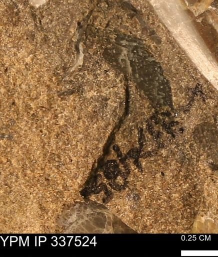 Mollusca