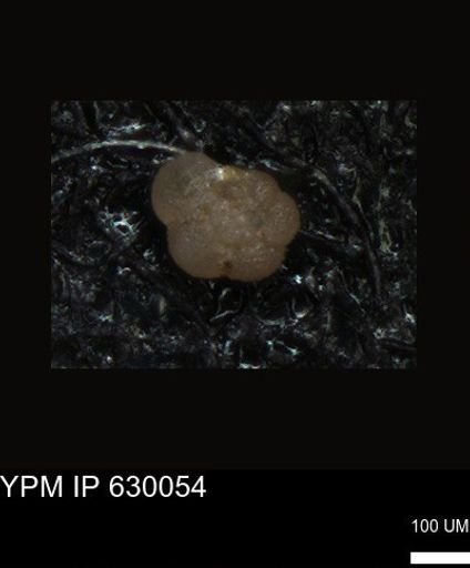 undet. Foraminiferida