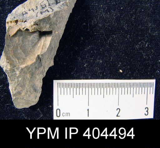 Cyrtina sp.