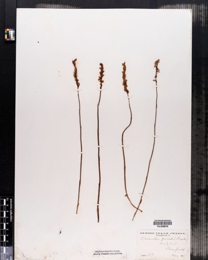 Spiranthes gracilis