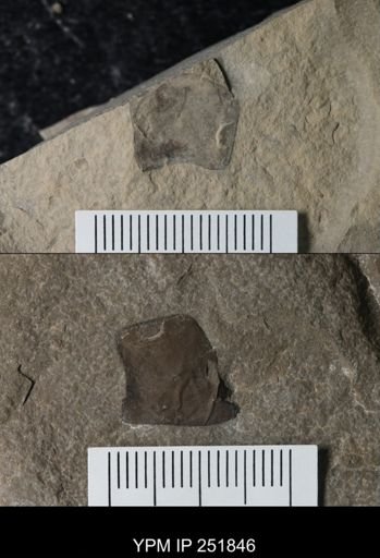 undet. Eurypterida