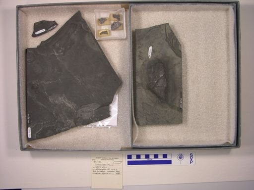 Semionotus brauni