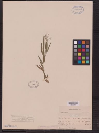 Panicum subvillosum