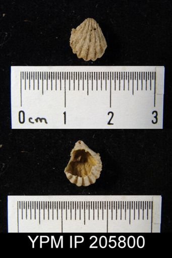 Hustedia sp.