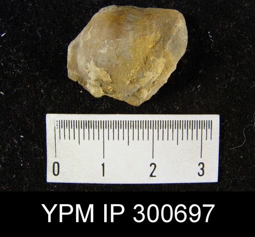 Crania siluriana
