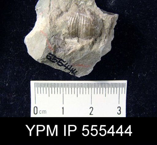 Marginifera splendens