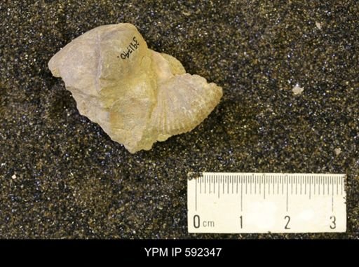 Inoceramus comancheanus