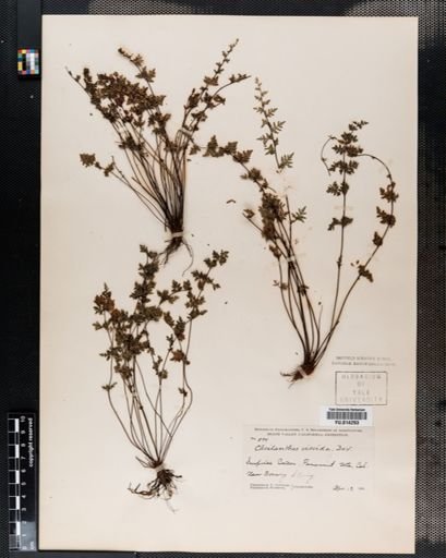 Cheilanthes