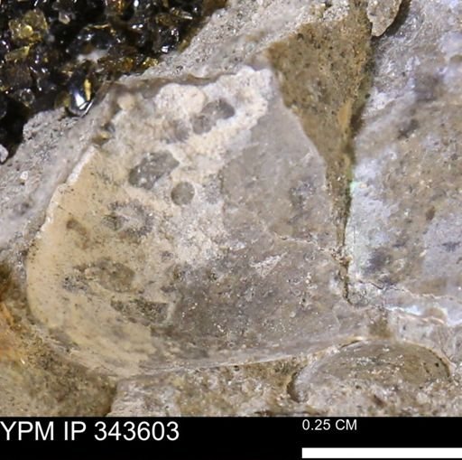 undet. Bivalvia