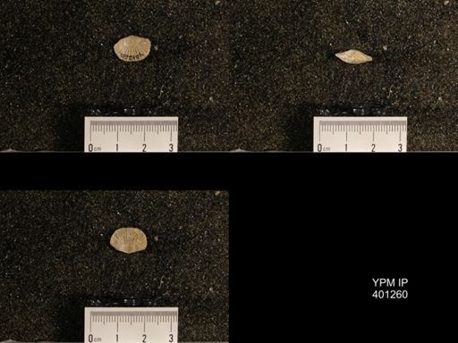 Orthis (Plectorthis) dichotoma