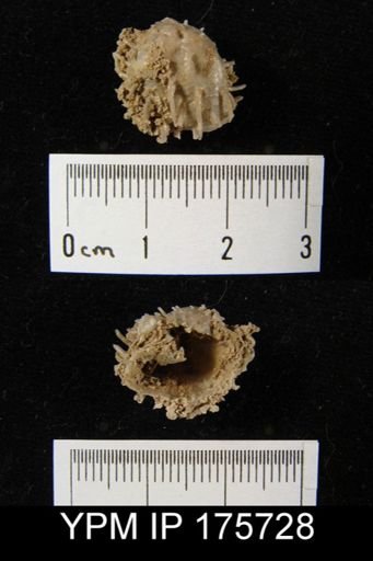 Echinaurus sp.