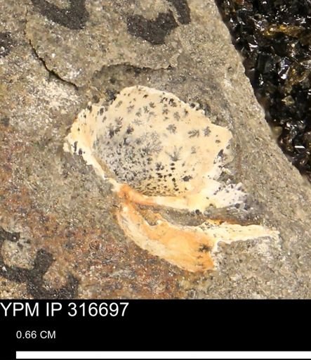 undet. Mollusca