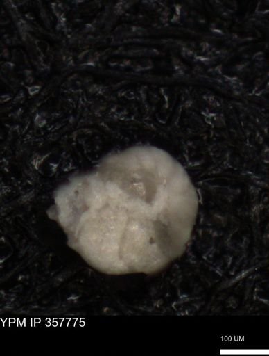 undet. Foraminiferida