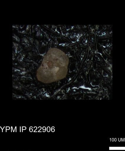 undet. Foraminiferida