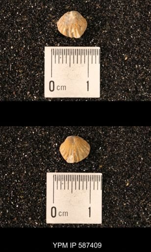 Camarotoechia whitei