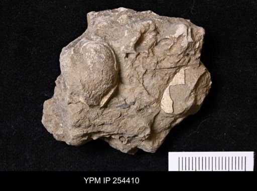 Bivalvia