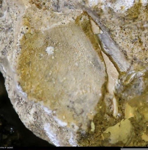 undet. Mollusca