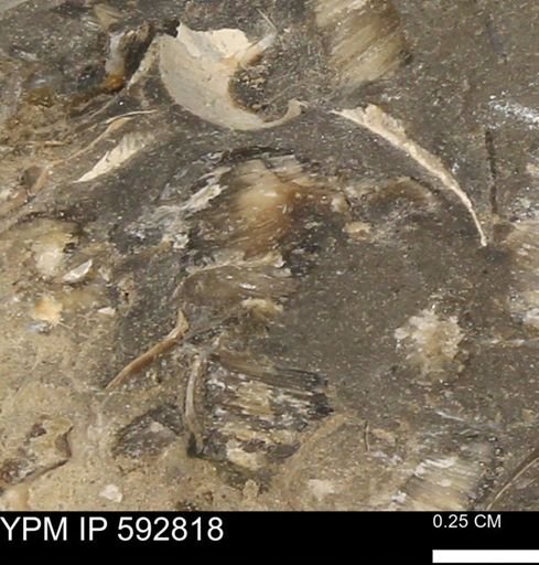undet. Inoceramidae