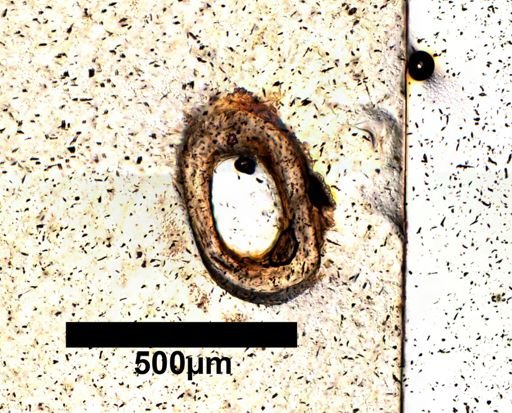 Bogertophis subocularis