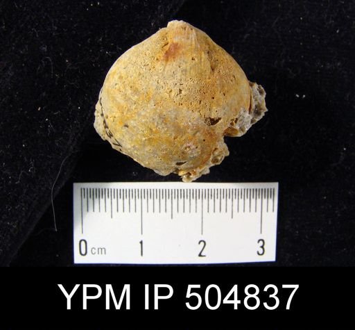 undet. Brachiopoda