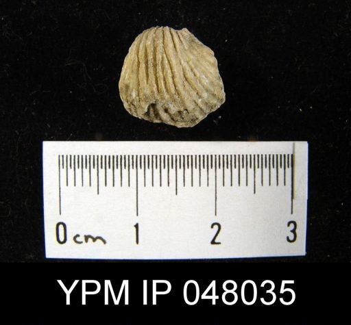 Anastrophia acutiplicata