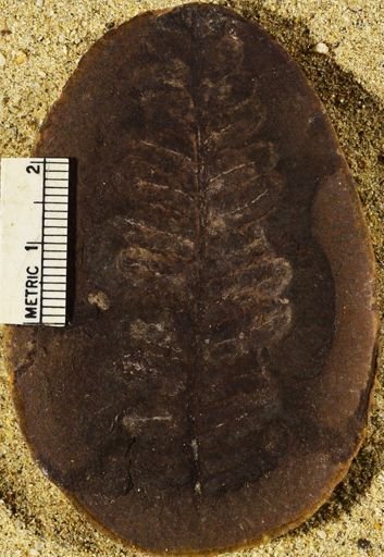 Pecopteris