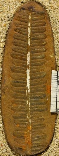 Pecopteris