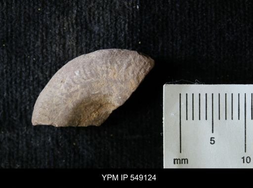 undet. Ammonoidea