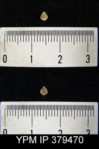 Camarotoechia whitei
