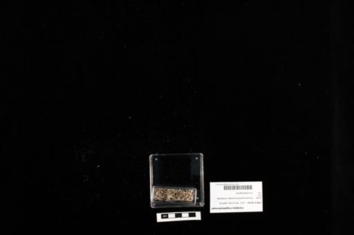 Cordylus tropidosternum