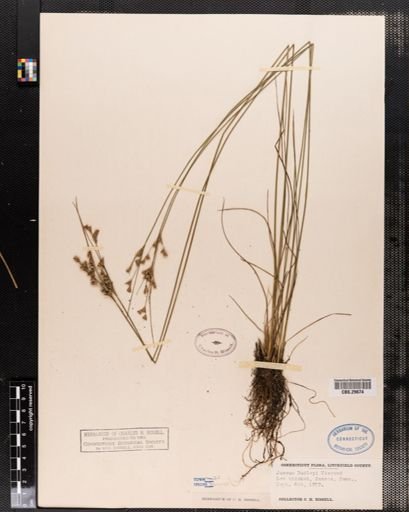 Juncus dudleyi