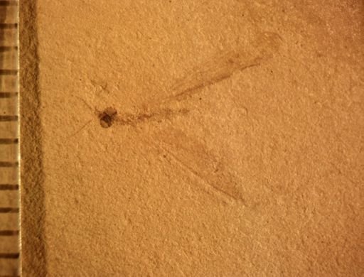 undet. Tipulidae