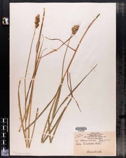 Carex tribuloides