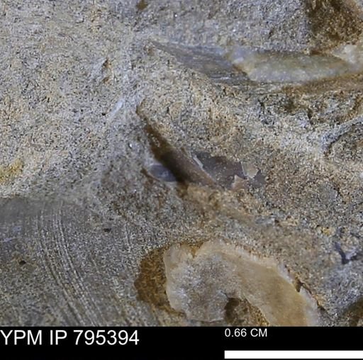 undet. Bivalvia