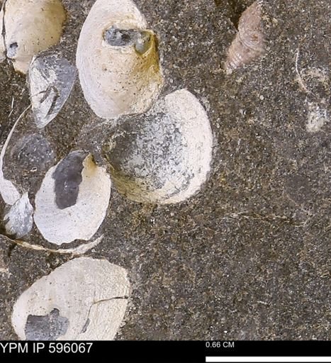 Protocardia sp.