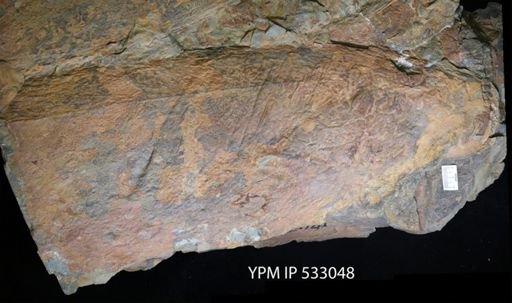 Aegirocassis sp.