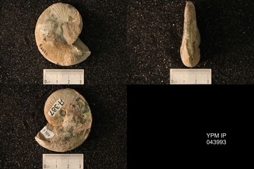 Hoploscaphites nicolletii