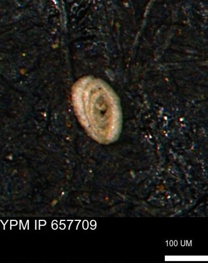Spirolocammina subcircularis